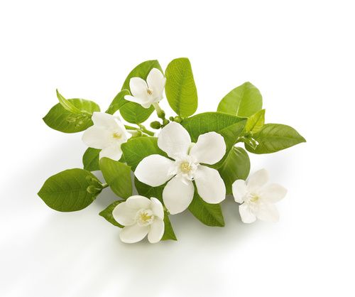 Neroli