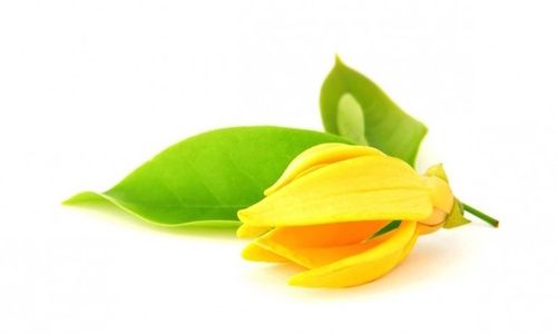Olio essenziale di Ylang Ylang: proprietà e controindicazioni -  Cure-Naturali.it