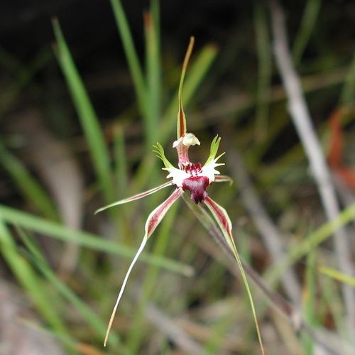 Green Spider Orchid