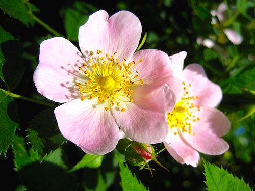 Rosa Canina Utilizzo
