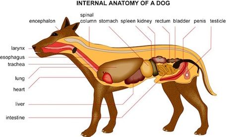 Internal anatomy of the dog