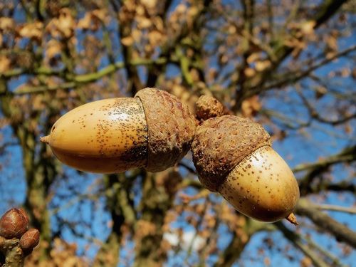 Frutti della quercia