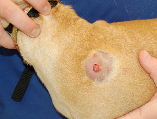 Dog abscess