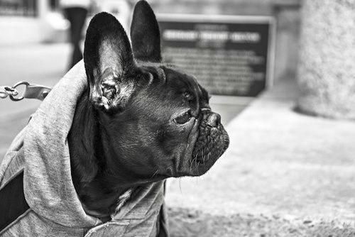 quali sono i sintomi dellinfezione da lievito nelle orecchie dei cani