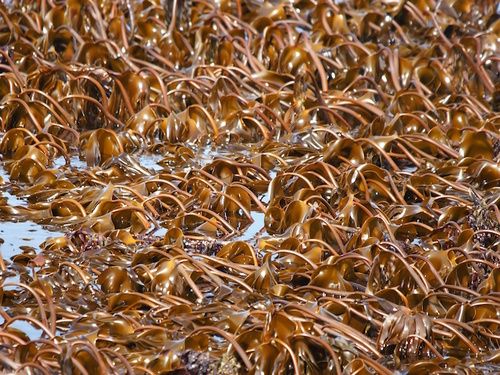 alga laminaria