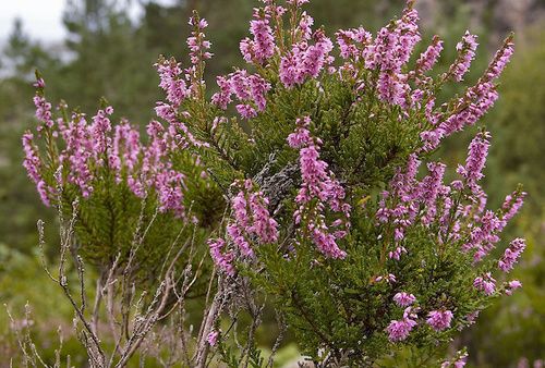 Masticare la radice dell'erica arborea