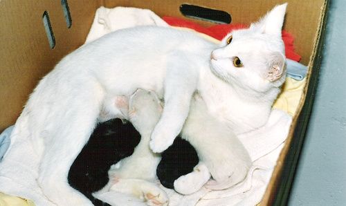 Gravidanza Del Cane E Del Gatto Tutti I Rimedi Cure Naturaliit
