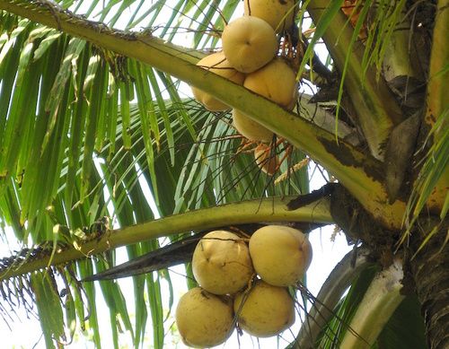 Zucchero di palma da cocco: proprietà, calorie, valori nutrizionali 