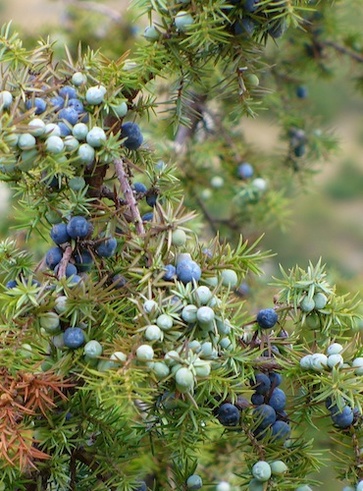 Ginepro (Juniperus Communis)