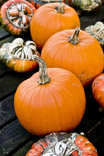 La zucca