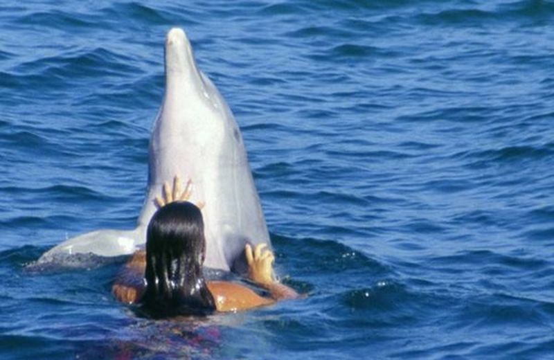 Delfinoterapia: nuotare con i delfini. E guarire