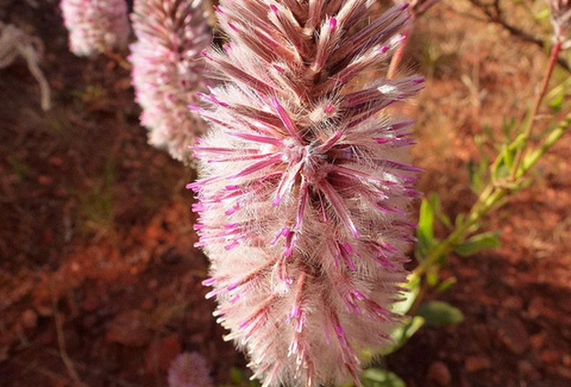Mulla Mulla, il fiore australiano antiafa