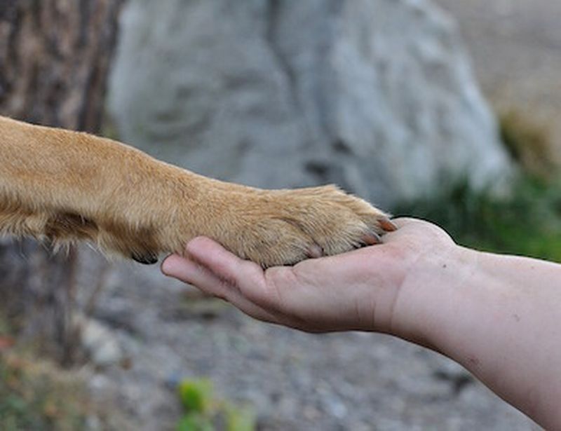 La pet therapy, quando e come La pet therapy, quando e come