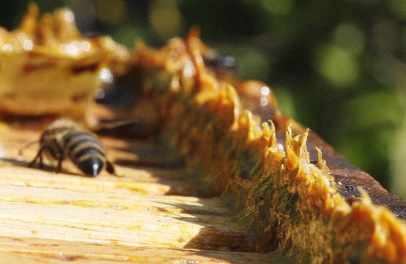 Propoli: dalle api un potente antibiotico naturale