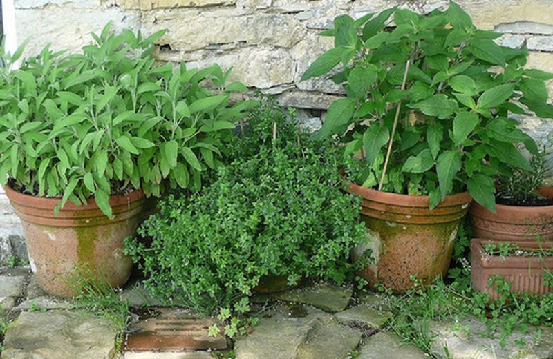 Coltivare erbe aromatiche in casa Coltivare erbe aromatiche in casa