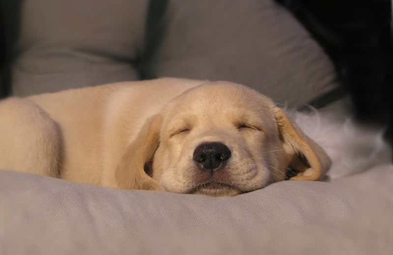 Quanto dormire? Questione di amore per il ritmo Quanto dormire? Questione di amore per il ritmo