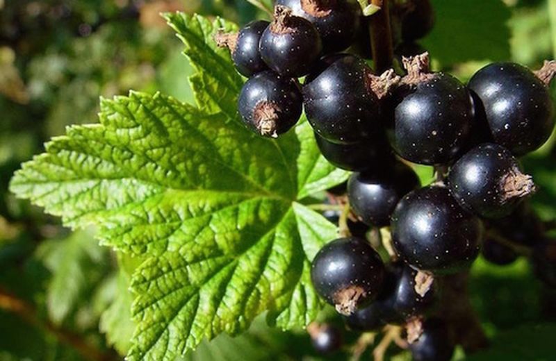 Ribes nero: pianta dall'azione simile al cortisone