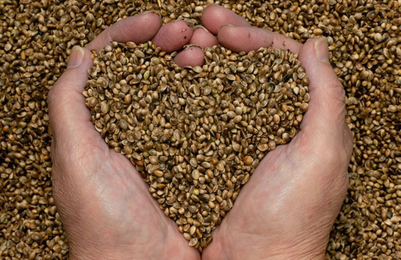 Le proprietà e i benefici dell'olio di canapa Le proprietà e i benefici dell'olio di canapa