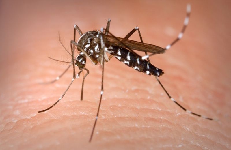 Vincere la guerra alle zanzare in modo naturale