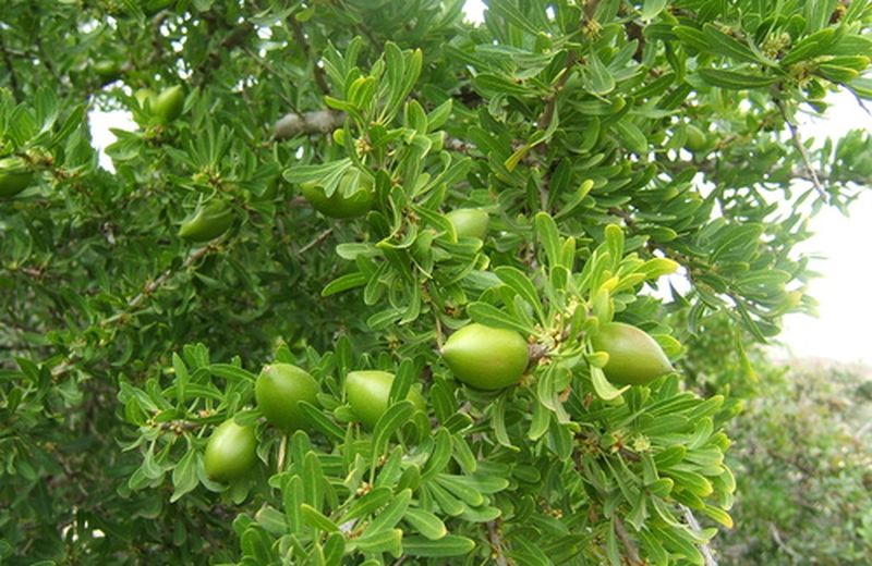 Olio di argan: il prezioso oro del deserto Olio di argan: il prezioso oro del deserto