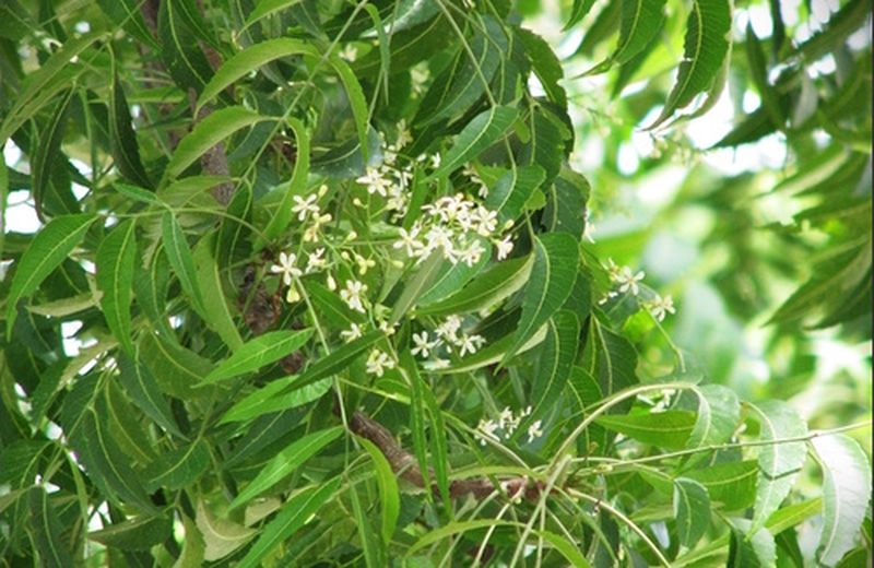 Il neem: proprietà e usi della farmacia verde Il neem: proprietà e usi della farmacia verde