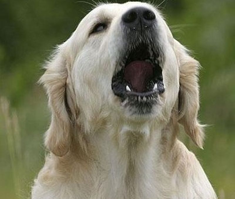 Cane Elettronico Interattivo Con Guinzaglio E Accessori – Giocattolo Per Bambini, Labrador