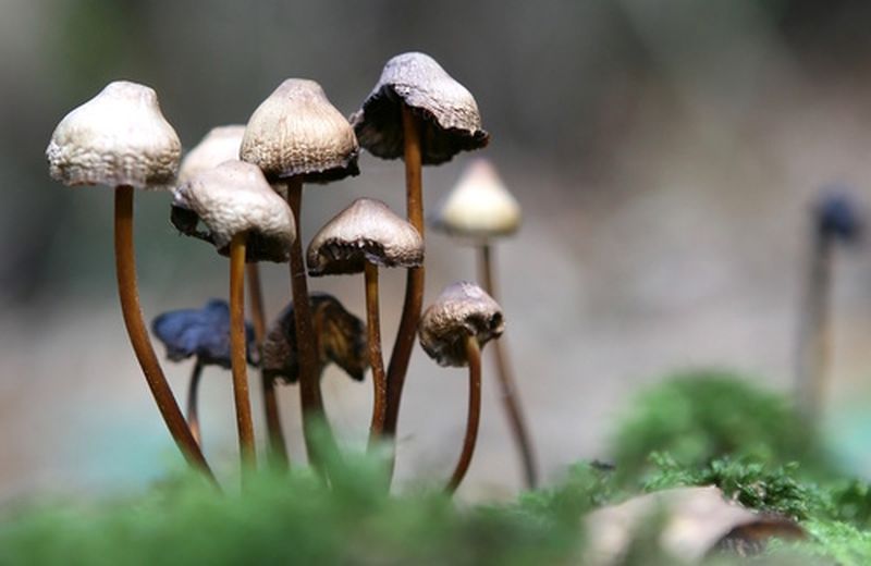 I funghi allucinogeni sono utili contro la depressione?
