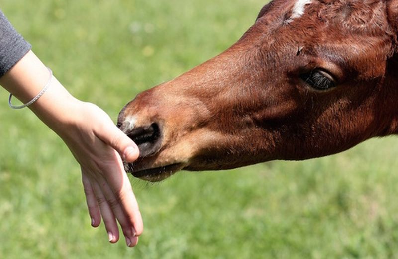 Un cavallo per amico: cosa si impara dai cavalli?