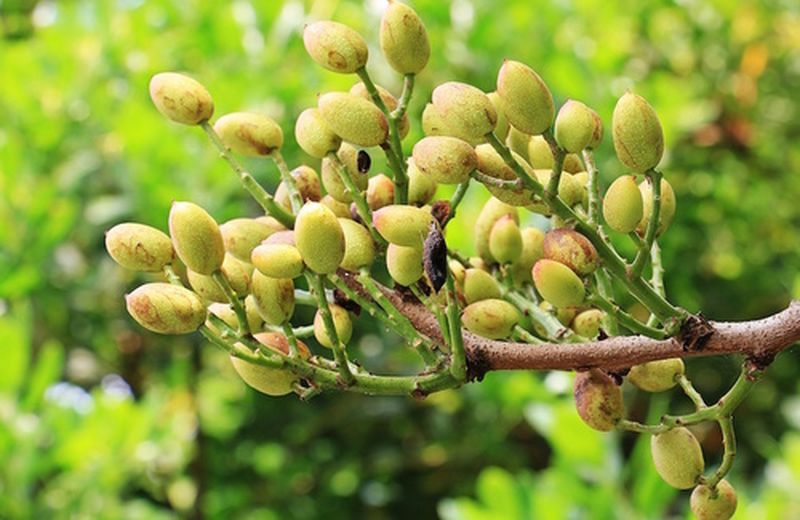 La pianta di pistacchio e la sua coltivazione 