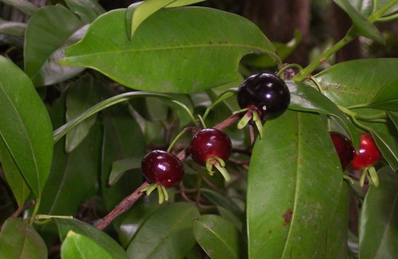 Grumichama: le proprietà della ciliegia brasiliana