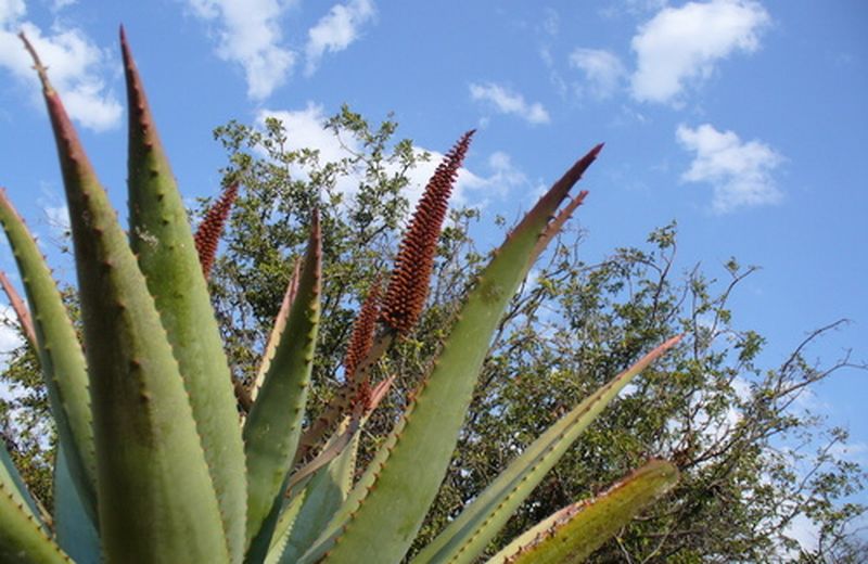 Aloe ferox: proprietà dimagranti e controindicazioni