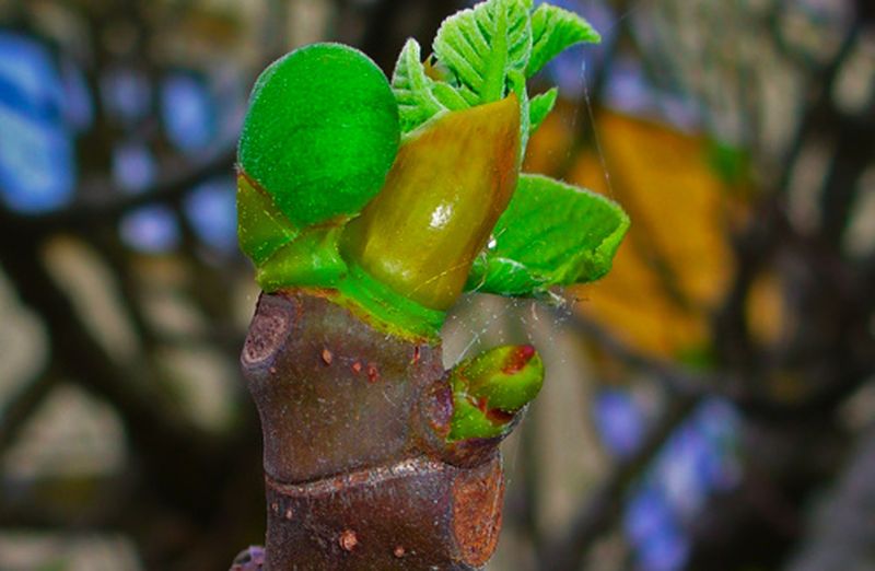 A tu per tu col gemmoderivato del fico: Ficus carica A tu per tu col gemmoderivato del fico: Ficus carica