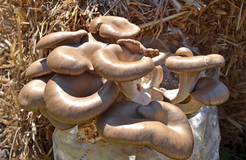 Funghi, come coltivarli in casa