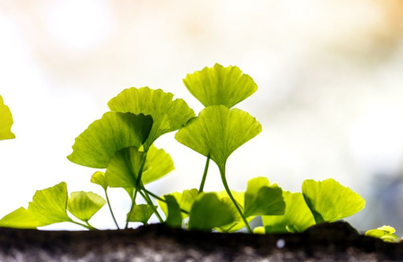 Ginkgo biloba: usi e controindicazioni Ginkgo biloba: usi e controindicazioni