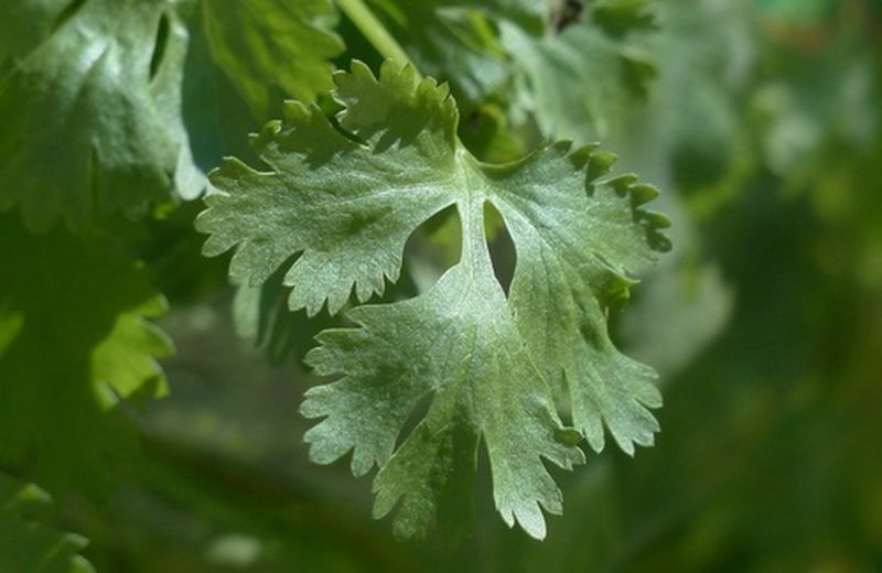 Coriandolo, un aiuto per eliminare le tossine Coriandolo, un aiuto per eliminare le tossine