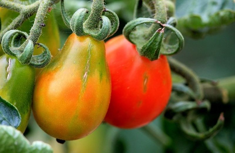 Come coltivare i pomodori sul balcone