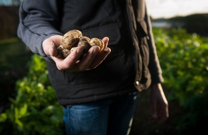 Come coltivare le patate