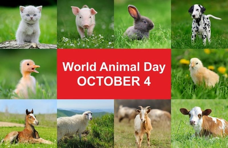 4 ottobre, Giornata mondiale degli animali