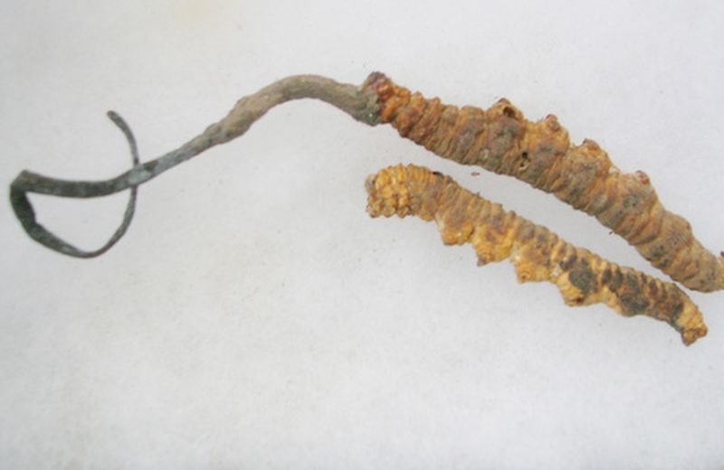 I benefici del fungo Cordyceps Sinensis