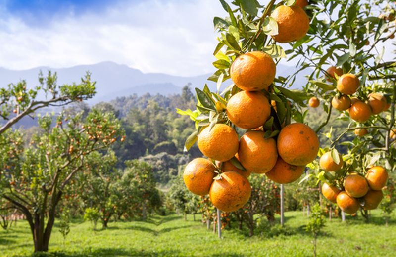 Come coltivare il mandarino