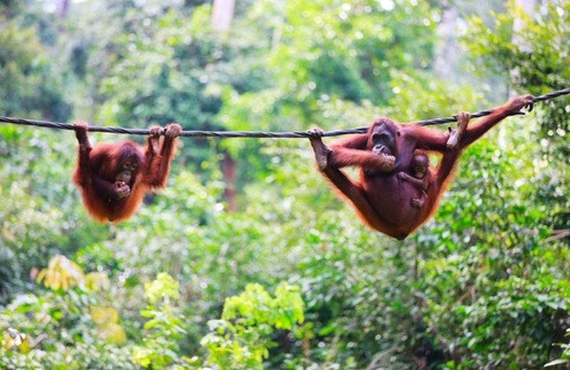  The Orangutan Project