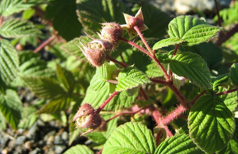 Rubus idaeus contro la sindrome premestruale