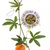 Specie di passiflora e la loro coltivazione 