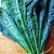 Cavolo nero